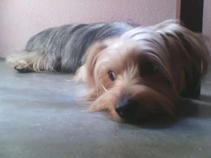 Cachorro raça yorkshire mestico idade 2 anos nome freddie