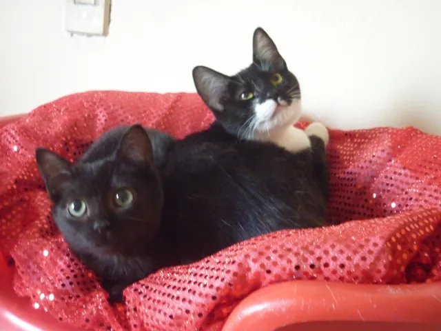 Gato ra a SRD idade 2 a 6 meses nome PATINHO e SARINHA