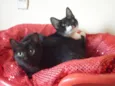 PATINHO e SARINHA
