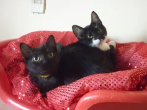 Gato raça SRD idade 2 a 6 meses nome PATINHO e SARINHA