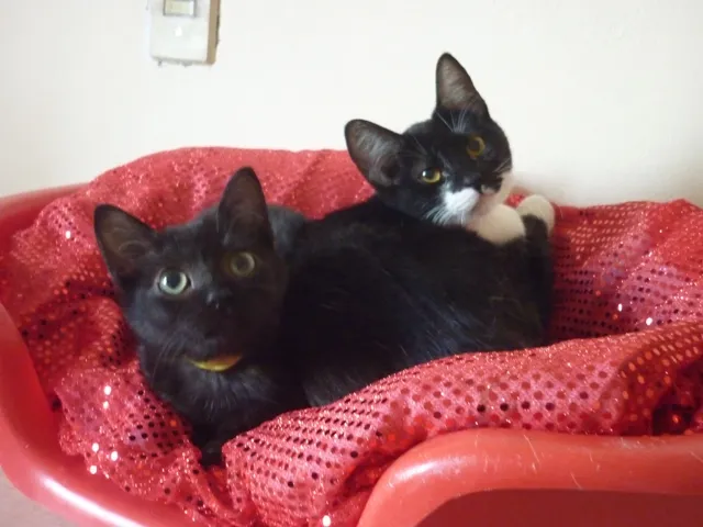 Gato ra a SRD idade 2 a 6 meses nome PATINHO e SARINHA