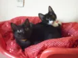 PATINHO e SARINHA