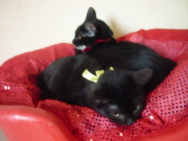Gato ra a SRD idade 2 a 6 meses nome PATINHO e SARINHA