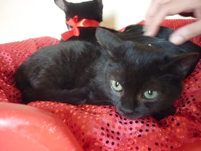 Gato ra a SRD idade 2 a 6 meses nome PATINHO e SARINHA