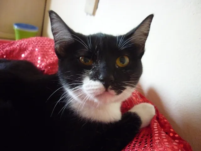 Gato ra a SRD idade 2 a 6 meses nome PATINHO e SARINHA