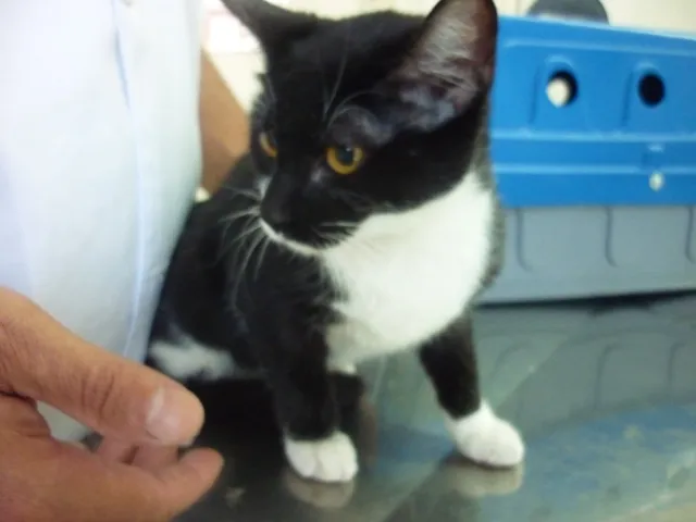 Gato ra a SRD idade 2 a 6 meses nome PATINHO e SARINHA