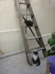 PATINHO e SARINHA