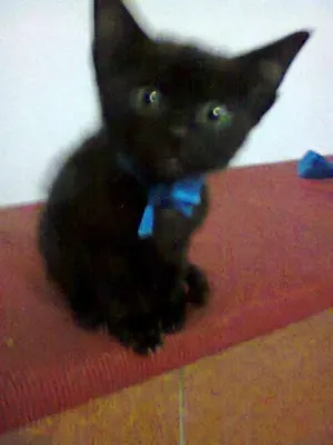 Gato raça  idade 2 a 6 meses nome Greg