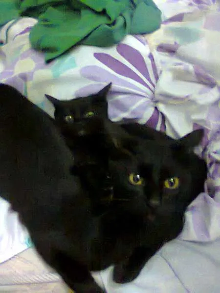 Gato ra a  idade 2 a 6 meses nome Greg