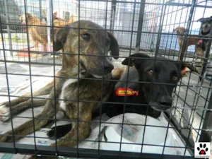 Cachorro raça SRD idade 3 anos nome Luisa e Simão