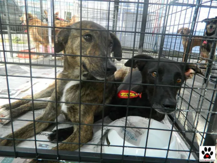 Cachorro ra a SRD idade 3 anos nome Luisa e Simão