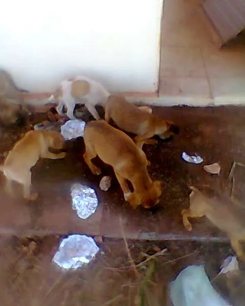 Cachorro raça SRD idade 2 a 6 meses nome Sem Nome