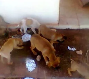 Cachorro raça SRD idade 2 a 6 meses nome Sem Nome