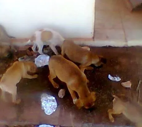 Cachorro raça SRD idade 2 a 6 meses nome Sem Nome