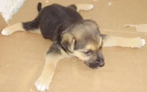 Cachorro raça Pastor Alemão/SRD idade Abaixo de 2 meses nome Vulcano
