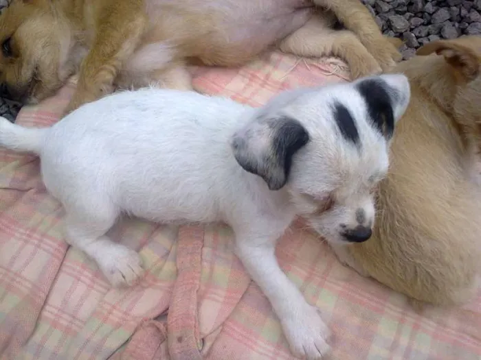 Cachorro ra a  idade 2 a 6 meses nome FILHOTES
