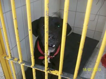 Cachorro ra a SRD idade 2 anos nome NEGÃO