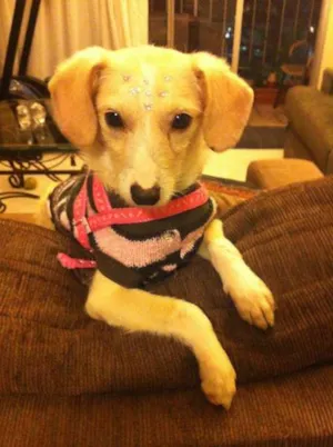 Cachorro raça SRD idade 1 ano nome Pipoca