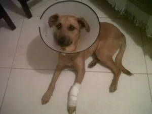 Cachorro raça SRD idade 1 ano nome Espoleta