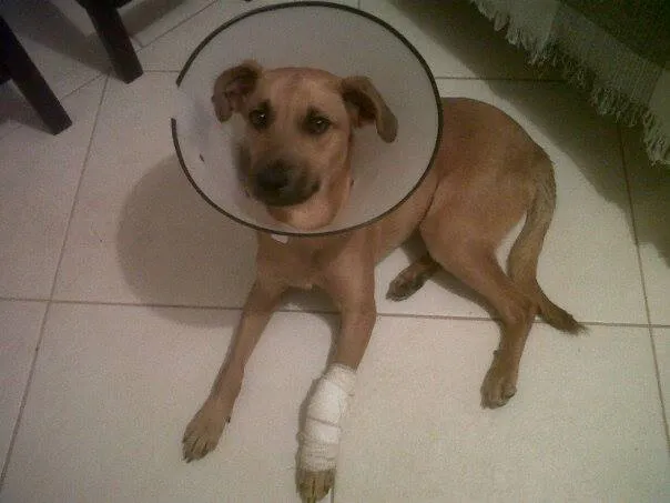 Cachorro ra a SRD idade 1 ano nome Espoleta