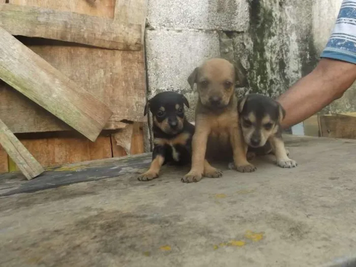 Cachorro ra a SRD idade Abaixo de 2 meses nome Filhotes Guarujá