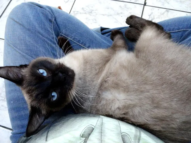 Gato ra a SRD idade 7 a 11 meses nome Bianca