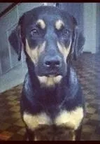 Cachorro ra a idade 2 anos nome Lolla GRATIFICA