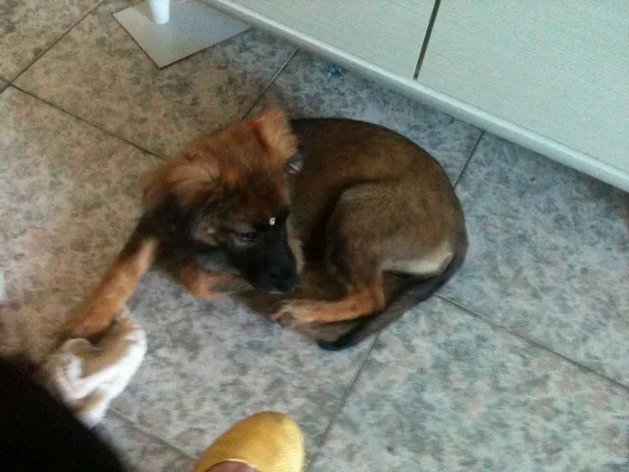 Cachorro ra a SRD idade 2 a 6 meses nome Cherie
