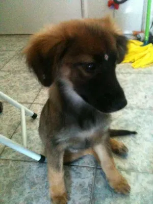Cachorro raça SRD idade 2 a 6 meses nome Cherie