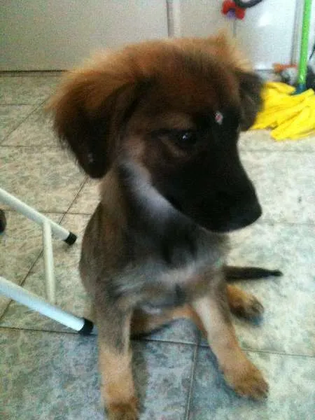 Cachorro ra a SRD idade 2 a 6 meses nome Cherie