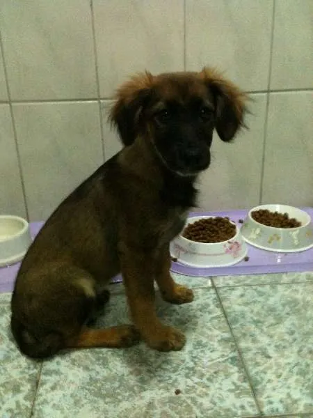 Cachorro ra a SRD idade 2 a 6 meses nome Cherie