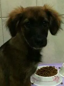 Cachorro ra a SRD idade 2 a 6 meses nome Cherie