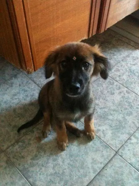 Cachorro ra a SRD idade 2 a 6 meses nome Cherie