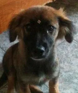 Cachorro ra a SRD idade 2 a 6 meses nome Cherie
