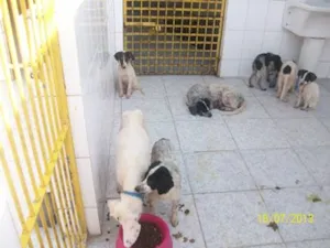 Cachorro raça VARIAS idade 7 a 11 meses nome CCZ S. VICENTE