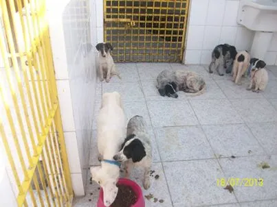 Cachorro raça VARIAS idade 7 a 11 meses nome CCZ S. VICENTE