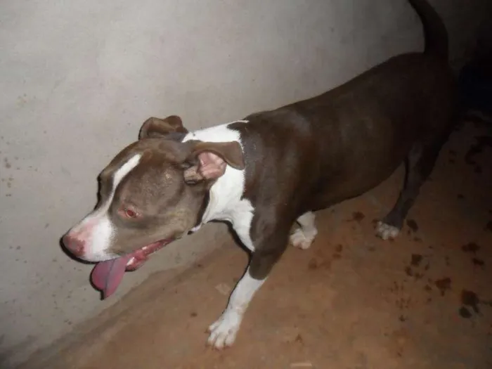 Cachorro ra a Pit-Bull idade  nome ZIG