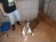 ZIG