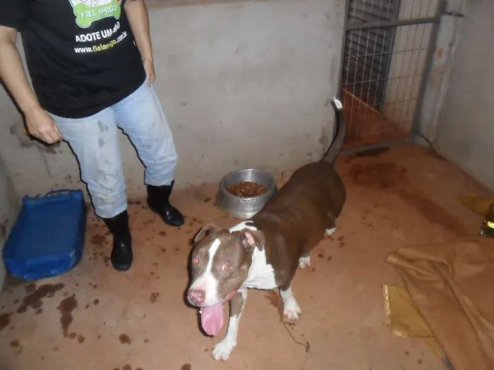 Cachorro ra a Pit-Bull idade  nome ZIG
