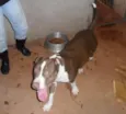 ZIG