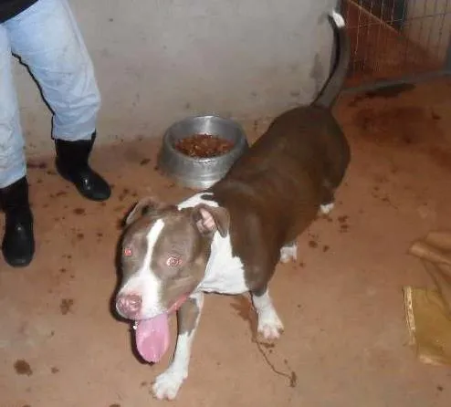 Cachorro ra a Pit-Bull idade  nome ZIG