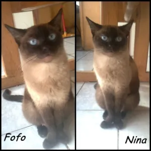Gato raça siamês idade 2 anos nome Nina & fofo 
