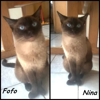 Gato ra a siamês idade 2 anos nome Nina & fofo 