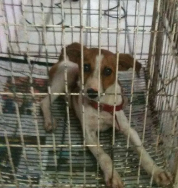 Cachorro ra a srd idade 2 a 6 meses nome Vitória 