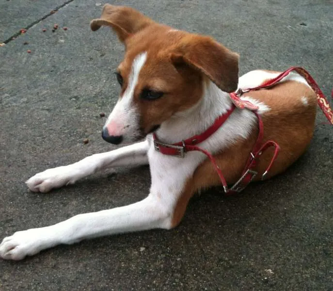 Cachorro ra a srd idade 2 a 6 meses nome Vitória 