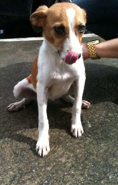 Cachorro ra a srd idade 2 a 6 meses nome Vitória 