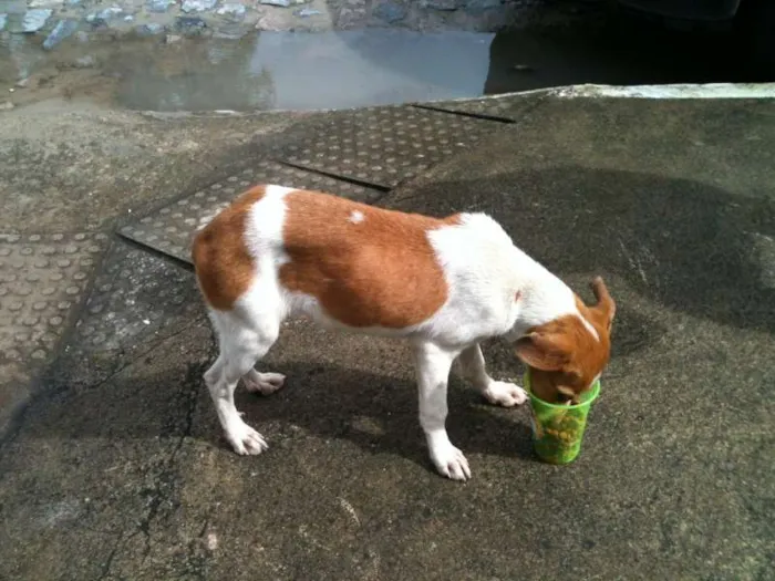 Cachorro ra a srd idade 2 a 6 meses nome Vitória 