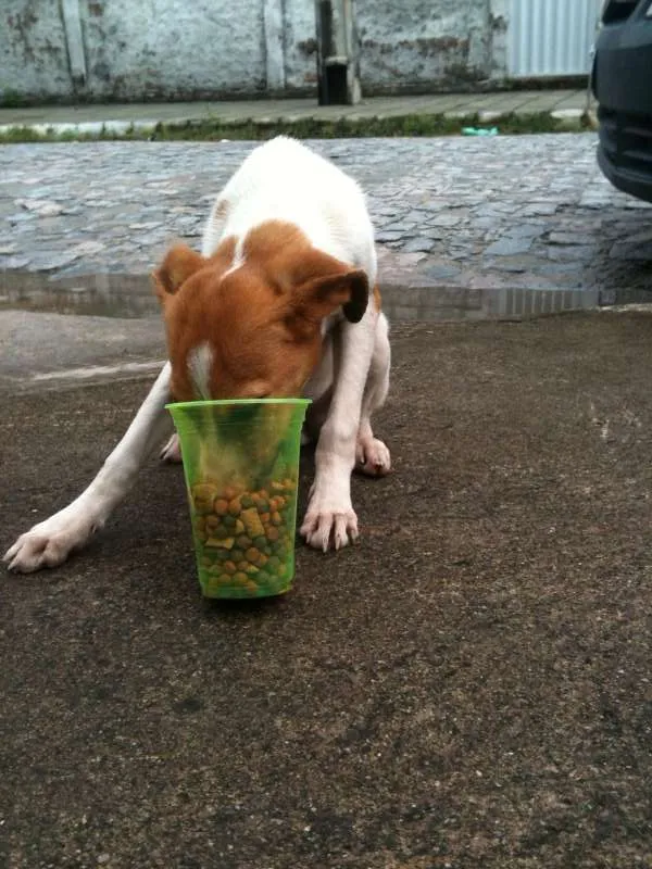 Cachorro ra a srd idade 2 a 6 meses nome Vitória 