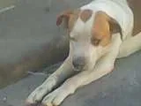 Cachorro ra a SRD idade  nome não sei