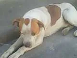 Cachorro ra a SRD idade  nome não sei